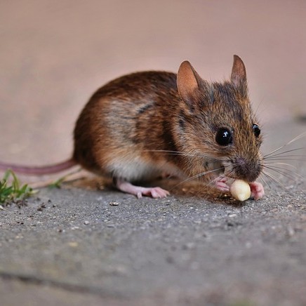 Lutte contre les insectes rampants (fourmis, blattes, puces…)